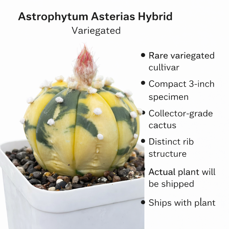 Astrophytum Asterias x variegated