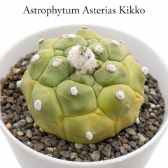 Astrophytum Asterias cv kikko