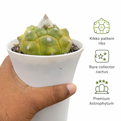 Astrophytum Asterias cv kikko