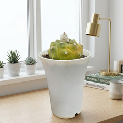 Astrophytum Asterias cv kikko
