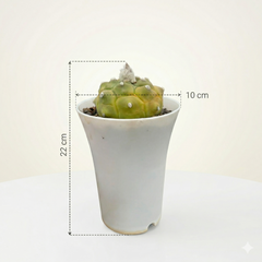 Astrophytum Asterias cv kikko