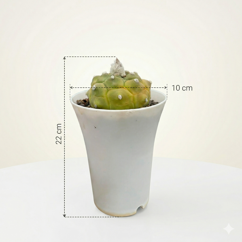 Astrophytum Asterias cv kikko