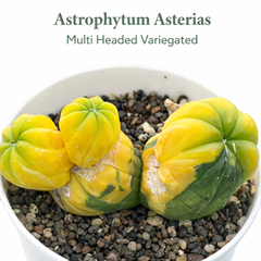 Astrophytum Asterias cv multi headed variegated
