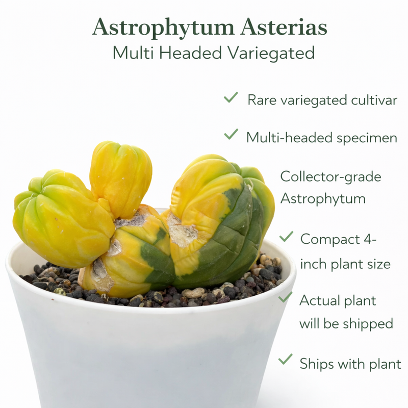 Astrophytum Asterias cv multi headed variegated