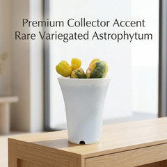 Astrophytum Asterias cv multi headed variegated