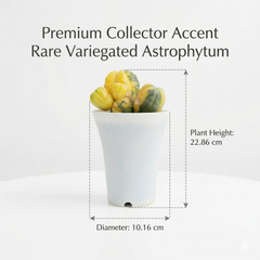 Astrophytum Asterias cv multi headed variegated