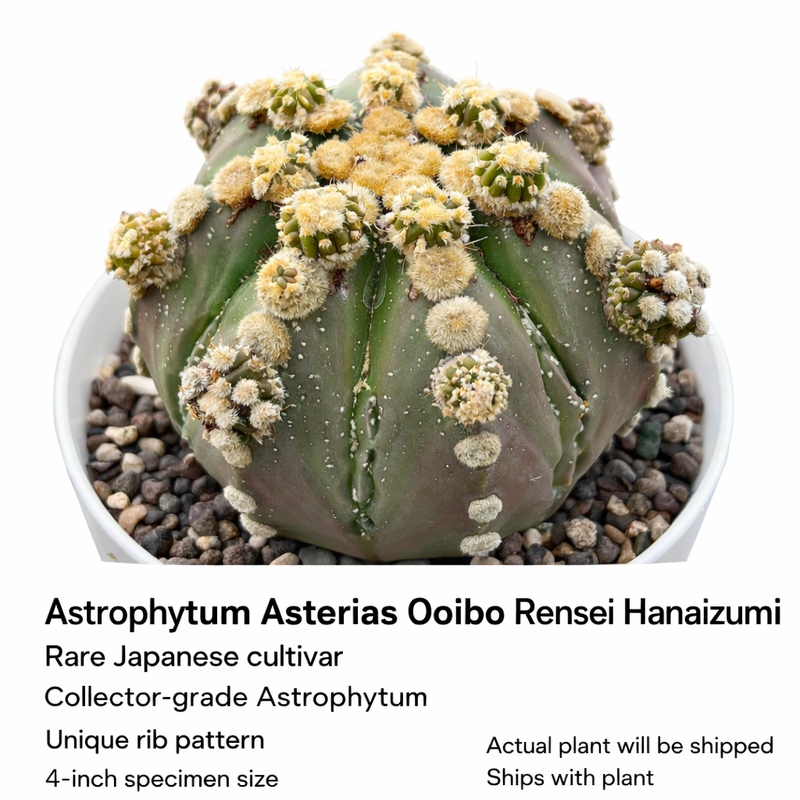 Astrophytum asterias cv. Ooibo Rensei Hanaizumi