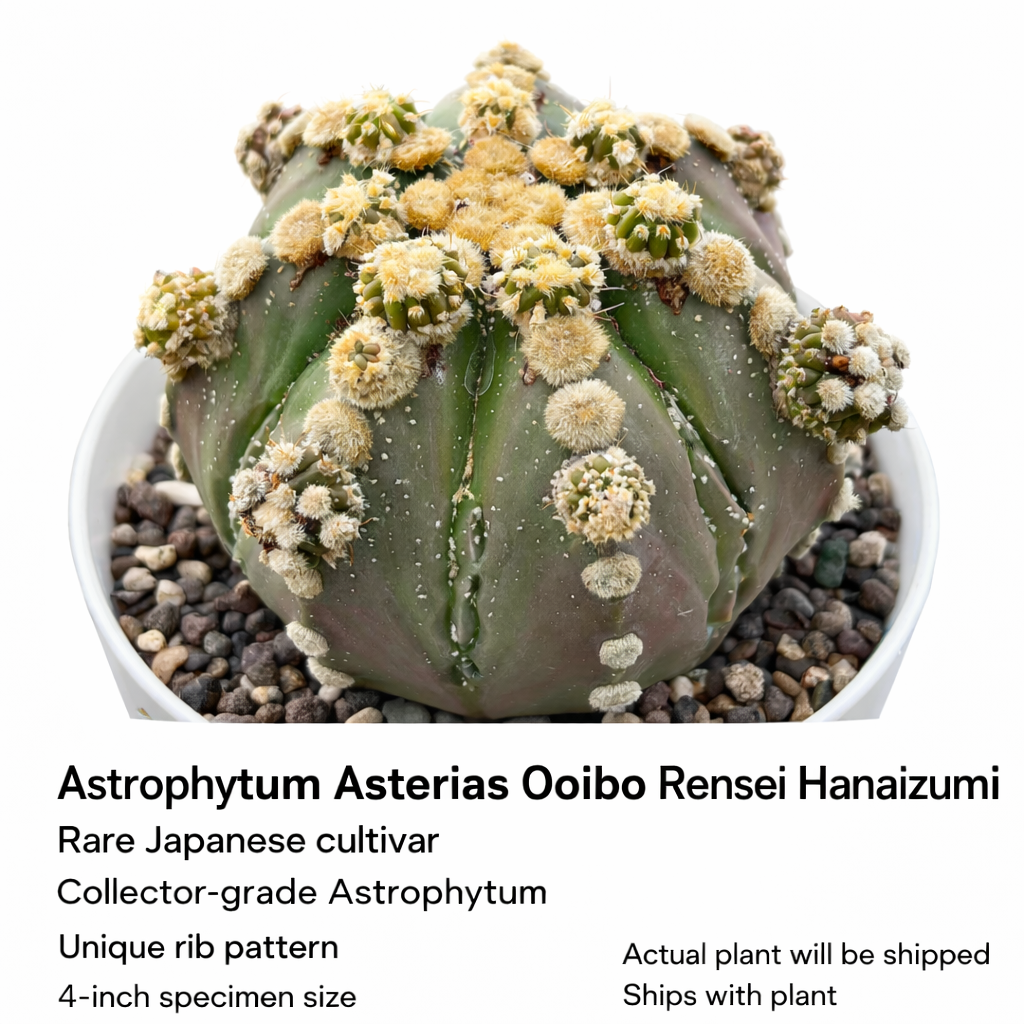 Astrophytum Asterias cv Ooibo Rensei Hanaizumi Rare Collector