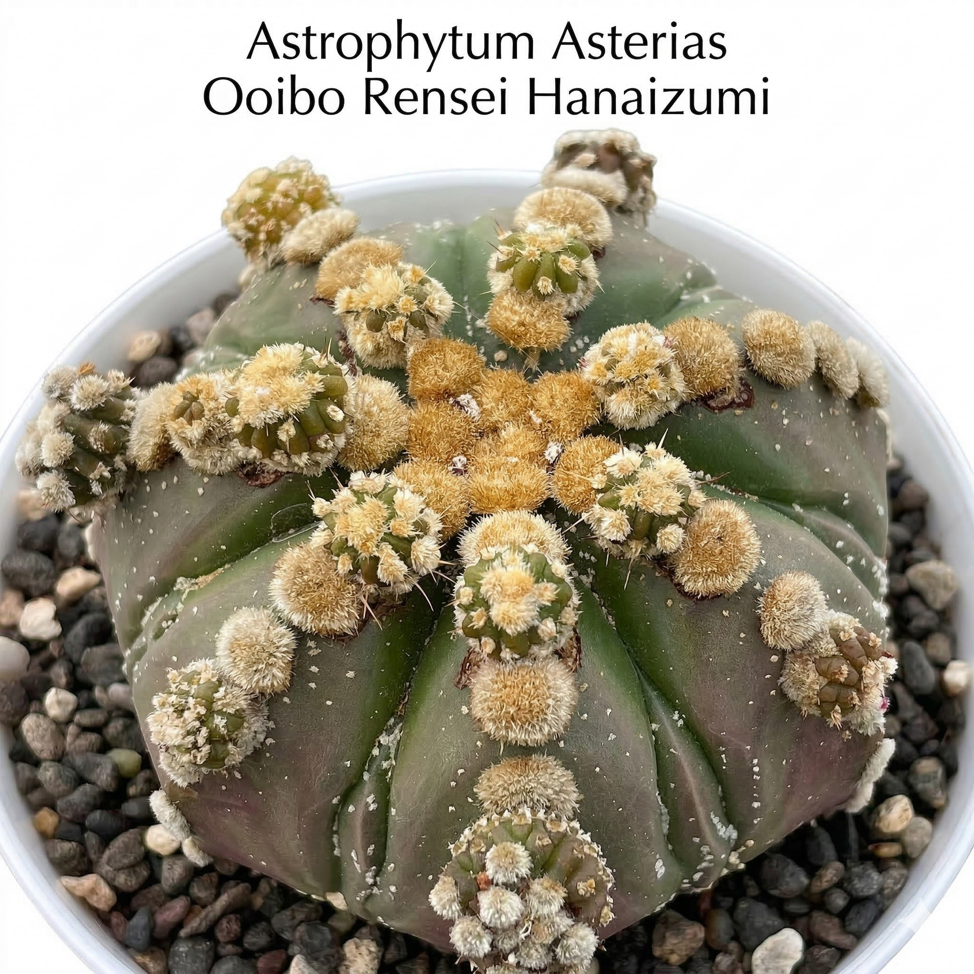 Astrophytum Asterias cv Ooibo Rensei Hanaizumi Rare Collector