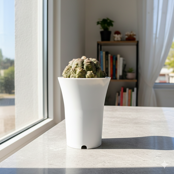 Astrophytum Asterias cv Lizard Skin L.S67 - Rare Textured Star Cactus.