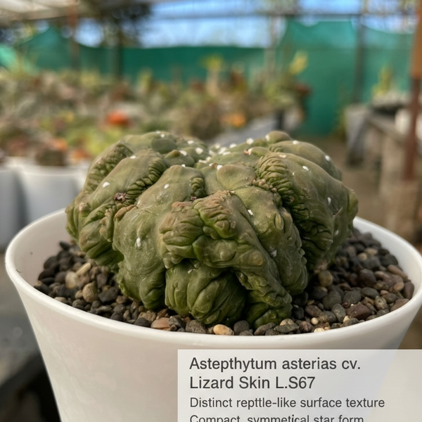 Astrophytum Asterias cv Lizard Skin L.S67 - Rare Textured Star Cactus.