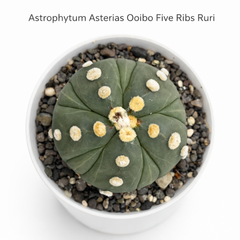 Astrophytum Asterias cv ooibo five ribs ruri