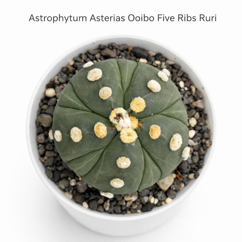 Astrophytum Asterias cv ooibo five ribs ruri