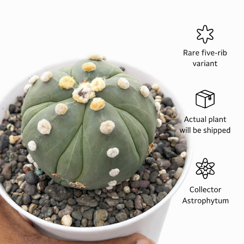 Astrophytum Asterias cv ooibo five ribs ruri