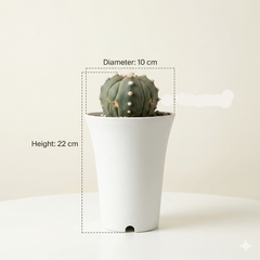 Astrophytum Asterias cv ooibo five ribs ruri