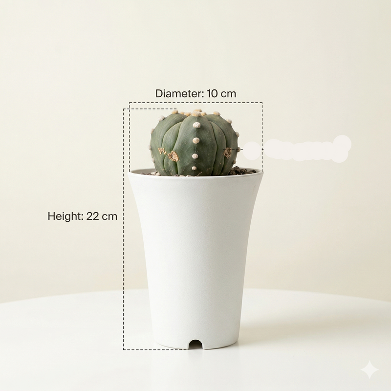Astrophytum Asterias cv ooibo five ribs ruri