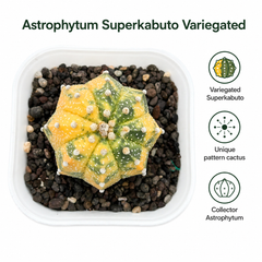 Astrophytum Asterias cv superkabuto variegated