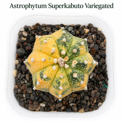 Astrophytum Asterias cv superkabuto variegated