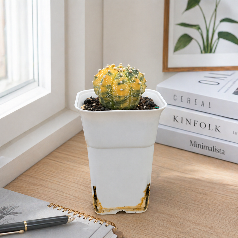 Astrophytum Asterias cv superkabuto variegated