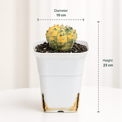 Astrophytum Asterias cv superkabuto variegated