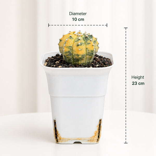 Astrophytum Asterias cv superkabuto variegated