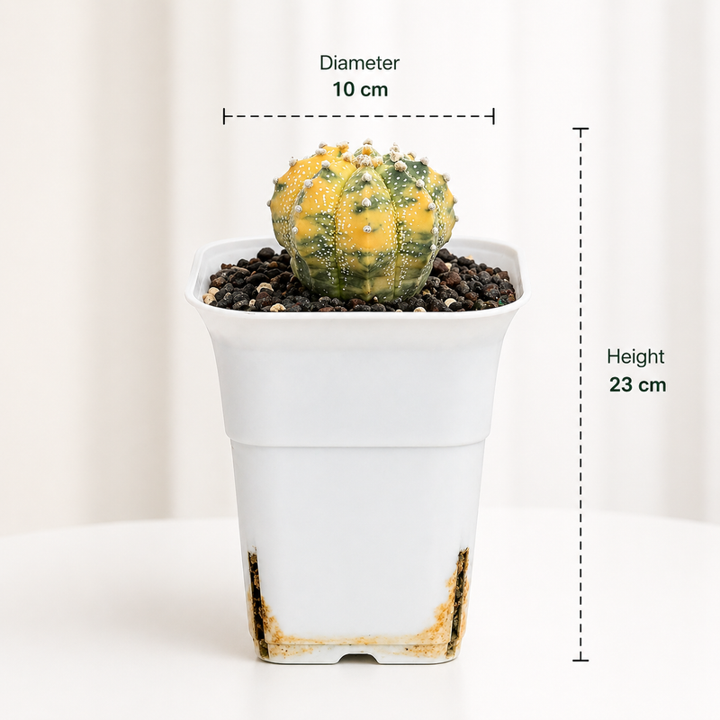 Astrophytum Asterias cv superkabuto variegated