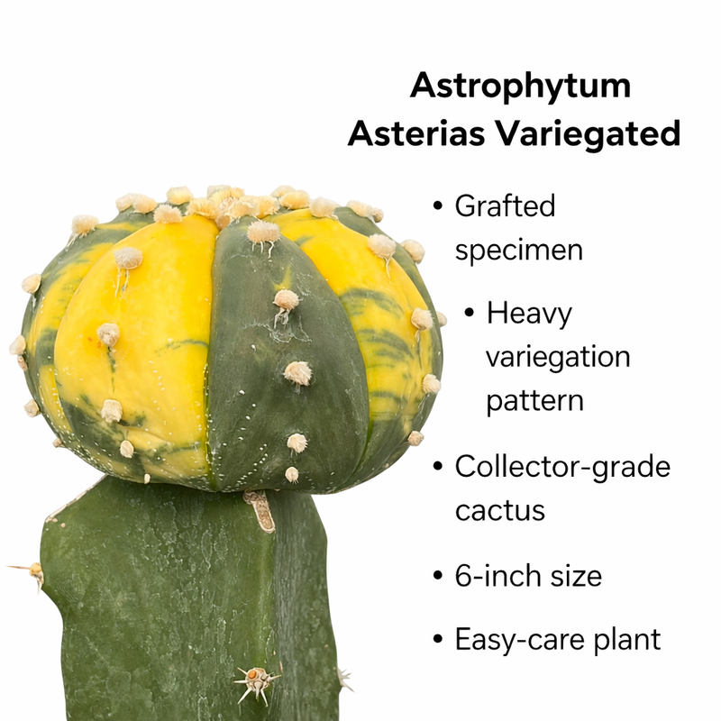 Astrophytum Asterias variegated