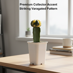 Astrophytum Asterias variegated