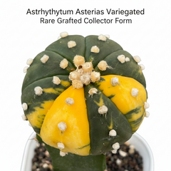 Astrophytum Asterias variegated