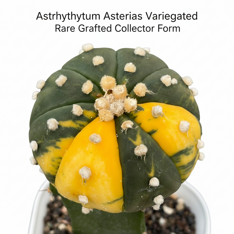 Astrophytum Asterias variegated