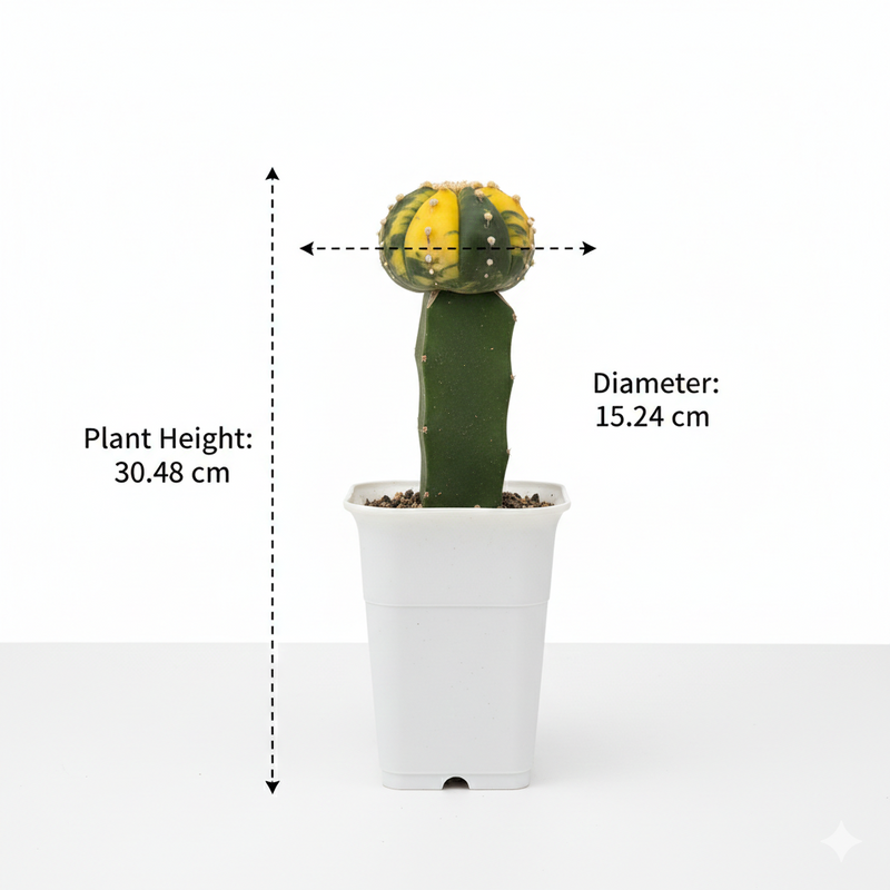 Astrophytum Asterias variegated