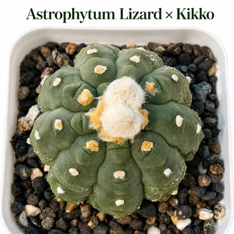 Astrophytum Asterius cv lizard x kikko