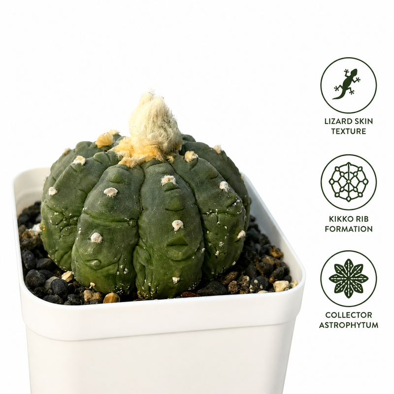 Astrophytum Asterius cv lizard x kikko