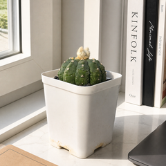 Astrophytum Asterius cv lizard x kikko
