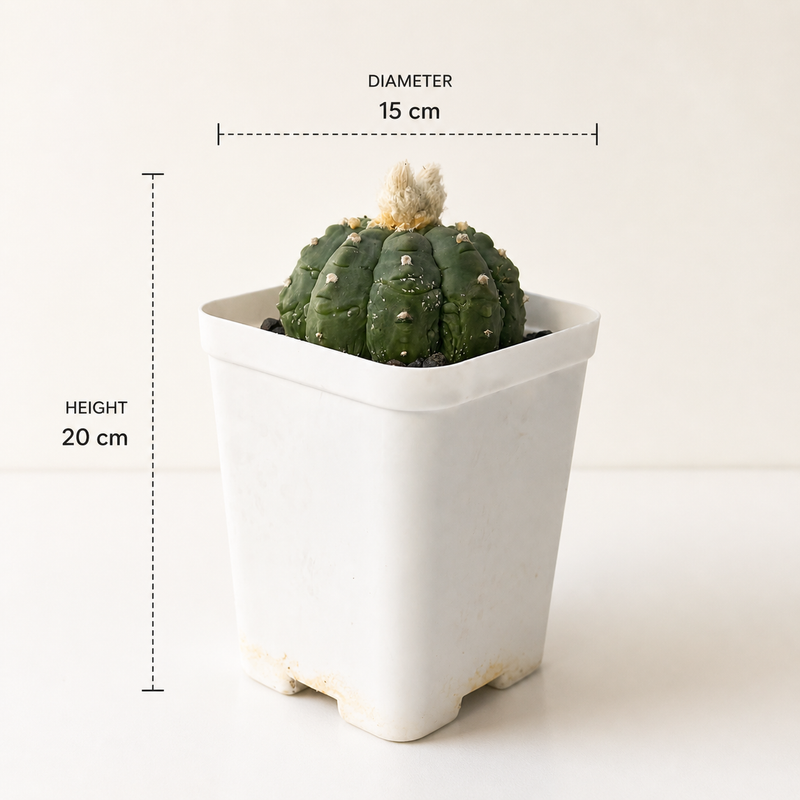 Astrophytum Asterius cv lizard x kikko
