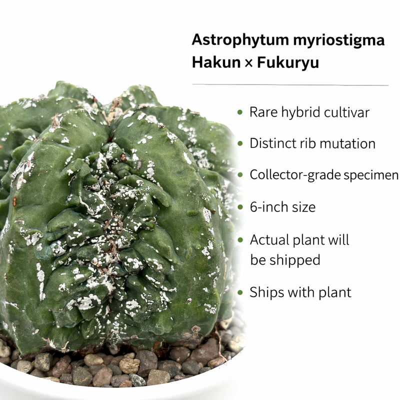 Astrophytum  myriostigma cv hakun x fukuryu