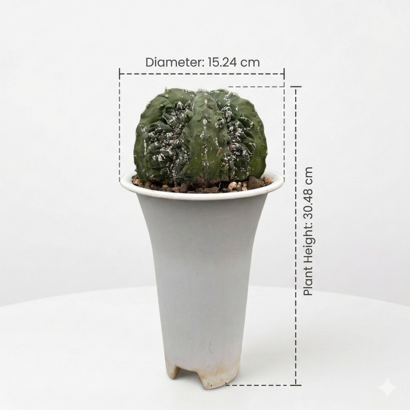Astrophytum  myriostigma cv hakun x fukuryu