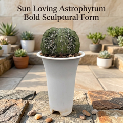 Astrophytum  myriostigma cv hakun x fukuryu