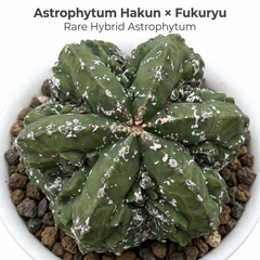 Astrophytum  myriostigma cv hakun x fukuryu