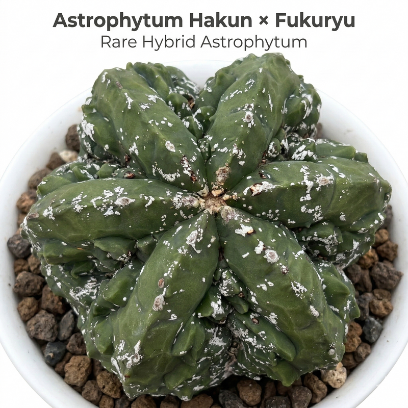 Astrophytum  myriostigma cv hakun x fukuryu