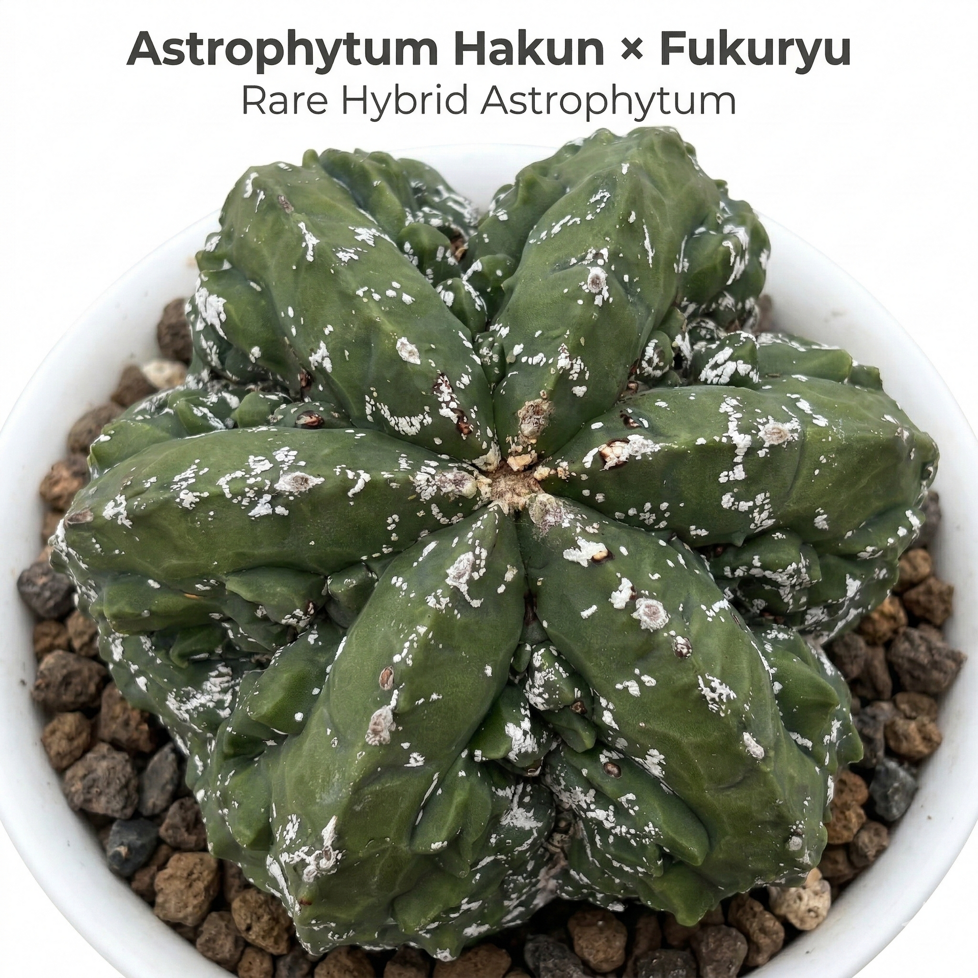 Astrophytum Myriostigma cv Hakun x Fukuryu Rare Collector Cactus