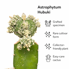 Astrophytum hubuki