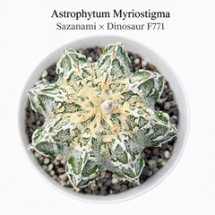 Astrophytum Myriostigma Sazanami × Dinosaur F771