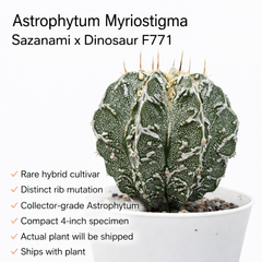 Astrophytum Myriostigma Sazanami × Dinosaur F771