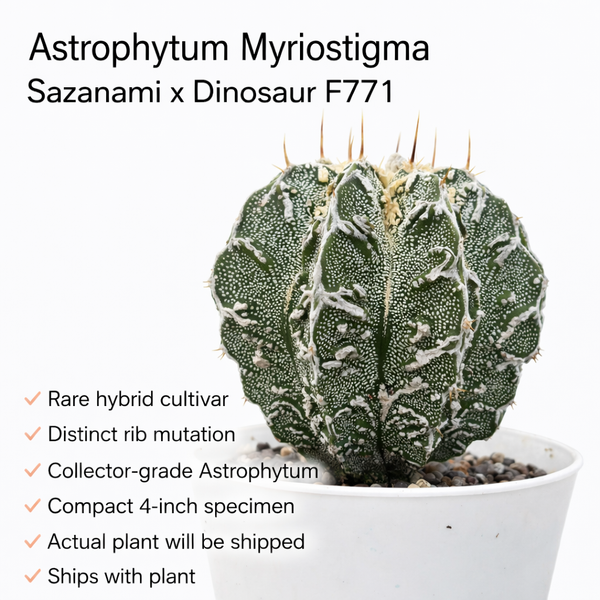 Astrophytum Myriostigma Sazanami × Dinosaur F771