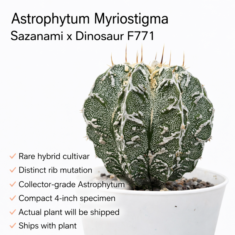 Astrophytum Myriostigma Sazanami × Dinosaur F771