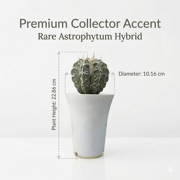 Astrophytum Myriostigma Sazanami × Dinosaur F771