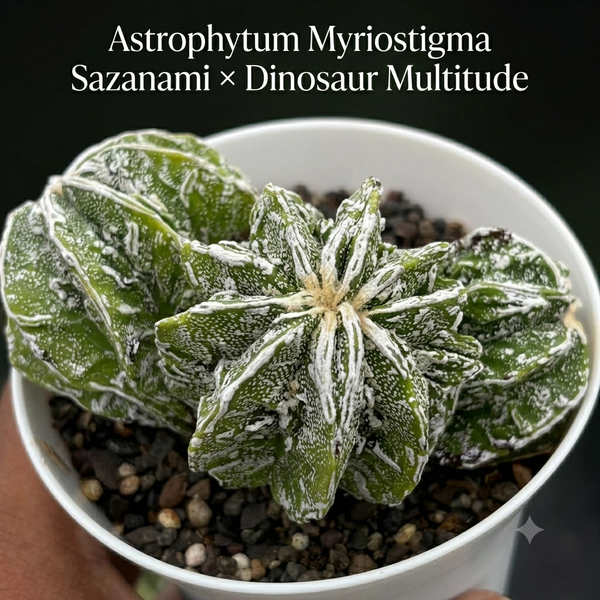 Astrophytum Myriostigma Sazanami × Dinosaur multitude
