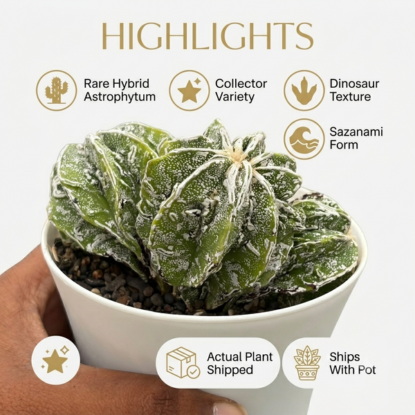 Astrophytum Myriostigma Sazanami × Dinosaur multitude