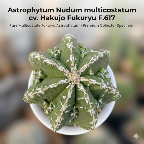 9-Year-Old Rare Astrophytum Nudum multicostatum cv. Hakujo Fukuryu F.617 Star Cactus - Samarth Cactus Nursery India.
